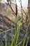 Flowering Carex Reparia on background of river vegetation