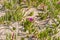 Flowering Carpobrotus rossii or pigface plant. Coastal vegetation