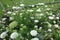 Flowering carrot plants