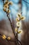 Flowering catkins or buds, pussy willow, grey willow, goat willow in early spring on a blue brown sky background. Willow twig