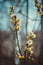 Flowering catkins or buds, pussy willow, grey willow, oat willow in early spring on a blue brown sky background. Willow twig