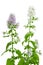 Flowering Catnip Plant, Nepeta cataria