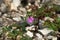 Flowering Caucasian Mountain Canyon vegetation.Balda canyon vegetation