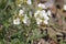 Flowering Caucasian rockcress Arabis caucasica plants with white flowers in garden