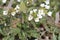 Flowering Caucasian rockcress Arabis caucasica plants with white flowers in garden