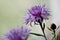 Flowering Centaurea, Knapweed, Closeup