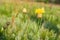 Flowering Centaurea ruthenica in field