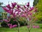 Flowering of the cercis canadensis (Judas tree)