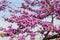 Flowering Cercis European or Juda tree