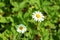 Flowering. Chamomile. Blurred background