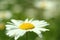 Flowering. Chamomile. Blurred background