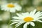 Flowering. Chamomile. Blurred background