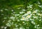 Flowering chamomile bush in the garden