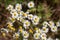 Flowering chamomile, medical plant