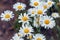 Flowering chamomile. Summer blooming flowers