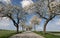 Flowering cherry alley