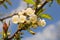 Flowering cherry blossom branch