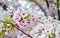 Flowering Cherry Blossom Tree