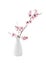 flowering cherry branch in vase isolated on white background