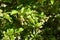 Flowering cherry elaeagnus shrub Elaeagnus multiflora