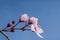 Flowering cherry (Prunus sp) in spring.