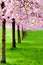 Flowering cherry, sakura trees