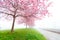 Flowering cherry, sakura trees