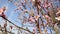 Flowering cherry in spring