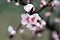 Flowering Cherry in Spring, detail, buds and blossoms, close-up
