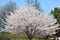 Flowering Cherry Tree