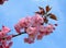 Flowering cherry tree blossom