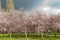 Flowering cherry tree grove in Auckland\'s Cornwall Park