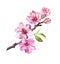 Flowering cherry tree. Pink apple flowers, sakura, almond flowers on blooming branch. Watercolor