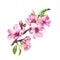 Flowering cherry tree. Pink apple flowers, sakura, almond flowers on blooming branch. Watercolor