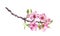 Flowering cherry tree. Pink apple flowers, sakura, almond flowers on blooming branch. Watercolor