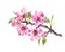 Flowering cherry tree. Pink apple flowers, sakura, almond flowers on blooming branch. Watercolor