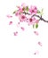 Flowering cherry tree. Pink apple flowers, sakura, almond flowers on blooming branch. Watercolor