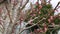 Flowering cherry tree, pink flowers on a tree