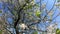 A flowering cherry tree sways under the gusts of wind on a sunny day. Timelapse.