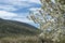 Flowering cherry trees.