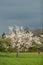 Flowering cherry trees