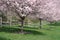 Flowering Cherry Trees