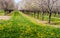 Flowering cherry trees and dandelions