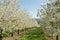 Flowering cherry trees in rows in garden. Agriculture concept