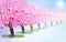 Flowering cherry trees in a sunny park at Hanami