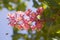 Flowering chestnut