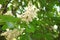 Flowering chestnut, just blooming in early spring