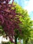 Flowering chestnut and red apple tree. Spring