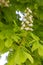 Flowering chestnut tree