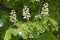 Flowering chestnut tree